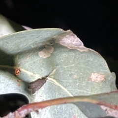 Lecithocera terrigena at Campbell, ACT - 2 Mar 2023