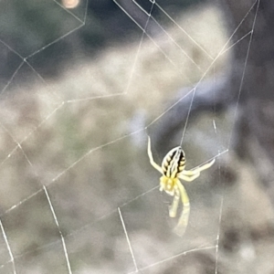 Phonognatha graeffei at Campbell, ACT - 2 Mar 2023