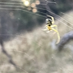 Phonognatha graeffei at Campbell, ACT - 2 Mar 2023