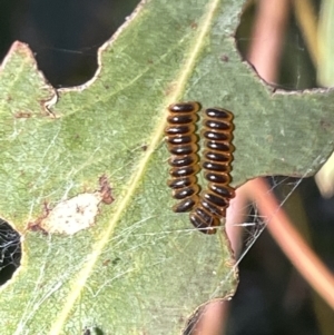 Paropsini sp. (tribe) at Campbell, ACT - 2 Mar 2023 07:33 PM