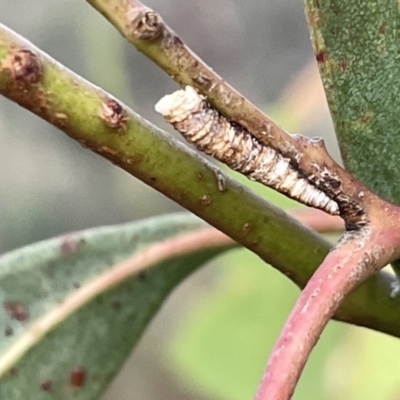 Aphrophorinae (subfamily) (Unidentified spittlebug) at Campbell, ACT - 2 Mar 2023 by Hejor1