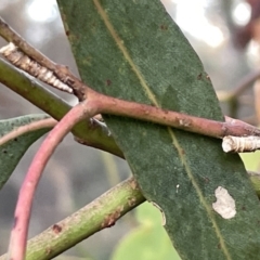 Aphrophorinae (subfamily) at Campbell, ACT - 2 Mar 2023