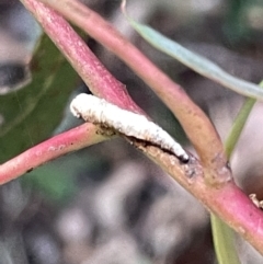 Aphrophorinae (subfamily) at Campbell, ACT - 2 Mar 2023 07:19 PM