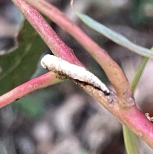 Aphrophorinae (subfamily) at Campbell, ACT - 2 Mar 2023