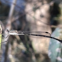 Austrolestes sp. (genus) (Ringtail damselfy) at Mount Majura - 3 Mar 2023 by Hejor1