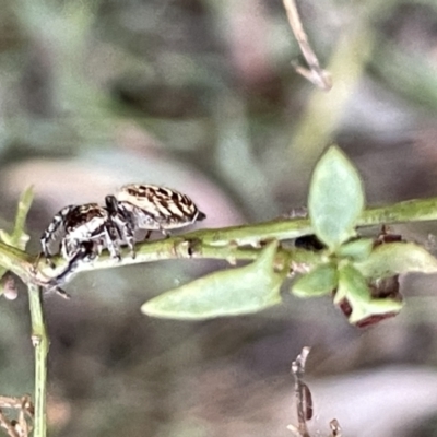 Opisthoncus sp. (genus) (Opisthoncus jumping spider) at Hackett, ACT - 3 Mar 2023 by Hejor1