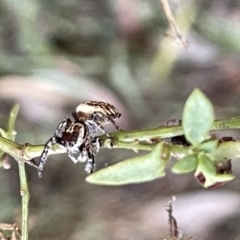 Opisthoncus sp. (genus) at Hackett, ACT - 3 Mar 2023