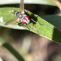 Sumpigaster sp. (genus) (A bristle fly) at Mount Majura - 3 Mar 2023 by Hejor1