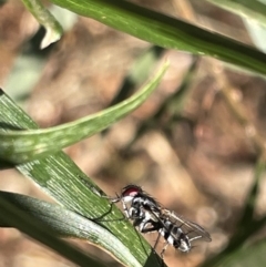 Sumpigaster sp. (genus) (A bristle fly) at Hackett, ACT - 3 Mar 2023 by Hejor1