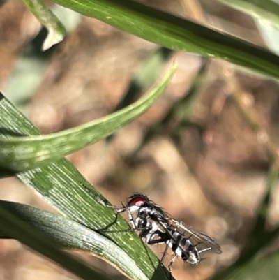 Sumpigaster sp. (genus) (A bristle fly) at Mount Majura - 3 Mar 2023 by Hejor1