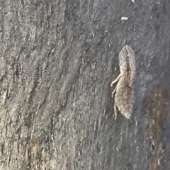 Ledrinae (subfamily) (A Flat-headed Leafhopper) at Mount Majura - 3 Mar 2023 by Hejor1