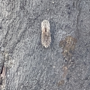 Ledrinae (subfamily) at Hackett, ACT - 3 Mar 2023 06:46 PM