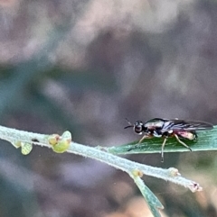 Antissella parvidentata (Soldier fly) at Hackett, ACT - 3 Mar 2023 by Hejor1