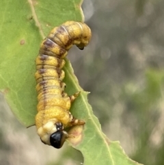 Pergidae sp. (family) (Unidentified Sawfly) at Mount Ainslie - 4 Mar 2023 by Hejor1