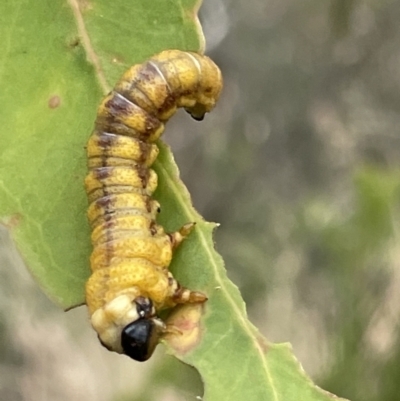 Pergidae sp. (family) (Unidentified Sawfly) at Ainslie, ACT - 4 Mar 2023 by Hejor1