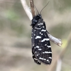 Psychanisa baliodes (A Case moth) at Ainslie, ACT - 4 Mar 2023 by Hejor1