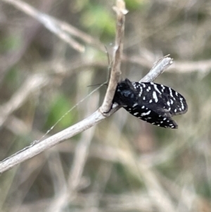 Psychanisa baliodes at Ainslie, ACT - 4 Mar 2023 01:30 PM