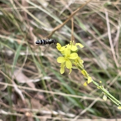 Syrphidae (family) (Unidentified Hover fly) at Ainslie, ACT - 4 Mar 2023 by Hejor1