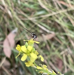 Syrphidae (family) at Ainslie, ACT - 4 Mar 2023 01:02 PM