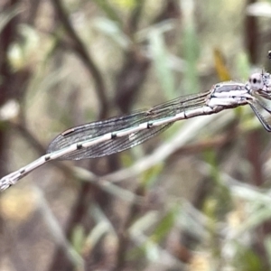 Austrolestes sp. (genus) at Mount Ainslie - 4 Mar 2023 11:45 AM