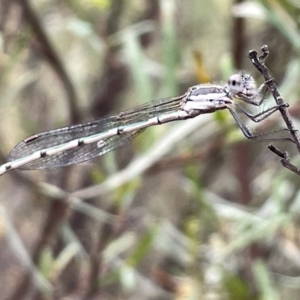 Austrolestes sp. (genus) at Mount Ainslie - 4 Mar 2023 11:45 AM