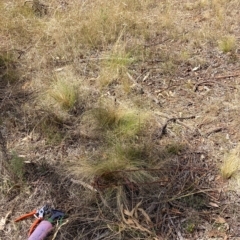 Nassella trichotoma (Serrated Tussock) at Watson, ACT - 13 Mar 2023 by waltraud