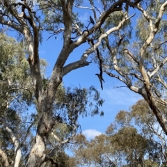 Callocephalon fimbriatum (Gang-gang Cockatoo) at Crace, ACT - 12 Mar 2023 by Jenny54