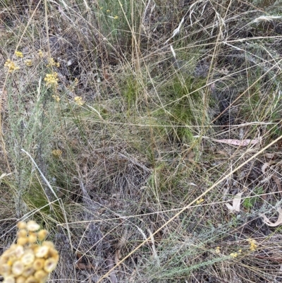 Nassella trichotoma (Serrated Tussock) at Watson, ACT - 13 Mar 2023 by waltraud