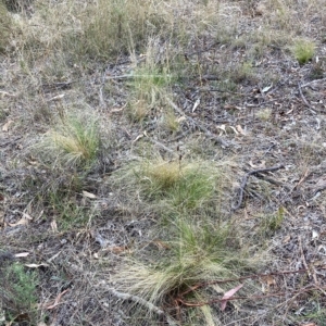 Nassella trichotoma at Watson, ACT - 13 Mar 2023