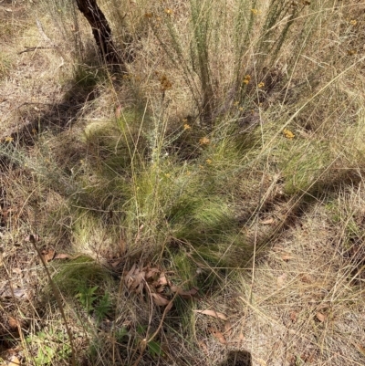 Nassella trichotoma (Serrated Tussock) at Watson, ACT - 13 Mar 2023 by waltraud