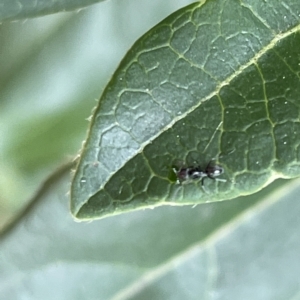 Dolichoderinae (subfamily) at Canberra, ACT - 14 Mar 2023