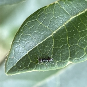 Dolichoderinae (subfamily) at Canberra, ACT - 14 Mar 2023