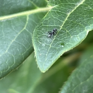 Dolichoderinae (subfamily) at Canberra, ACT - 14 Mar 2023