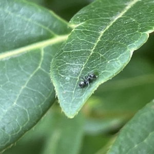 Dolichoderinae (subfamily) at Canberra, ACT - 14 Mar 2023