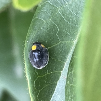 Apolinus lividigaster (Yellow Shouldered Ladybird) at Canberra, ACT - 14 Mar 2023 by Hejor1