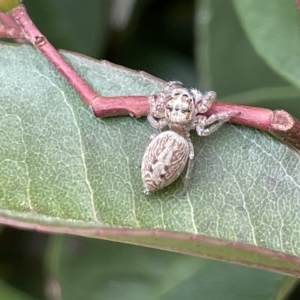 Opisthoncus grassator at Canberra, ACT - 14 Mar 2023