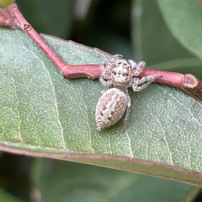 Opisthoncus grassator (Jumping spider) at Canberra, ACT - 14 Mar 2023 by Hejor1