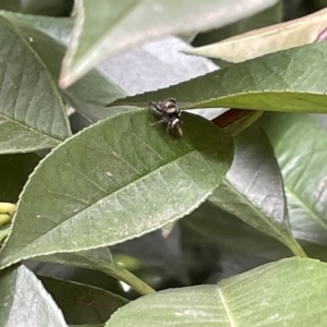 Opisthoncus sp. (genus) at Canberra, ACT - 14 Mar 2023