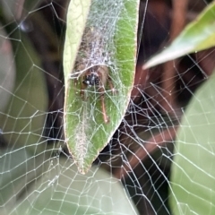 Phonognathidae (family) (Leaf curling orb-weavers) at Canberra, ACT - 14 Mar 2023 by Hejor1