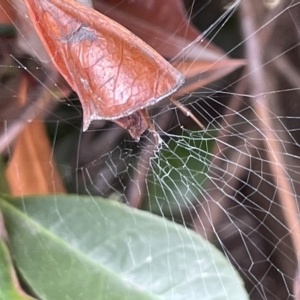 Phonognathidae (unofficial sub family) at City Renewal Authority Area - 14 Mar 2023