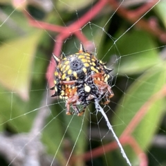 Austracantha minax (Christmas Spider, Jewel Spider) at Canberra, ACT - 14 Mar 2023 by Hejor1