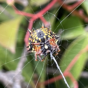 Austracantha minax at Canberra, ACT - 14 Mar 2023