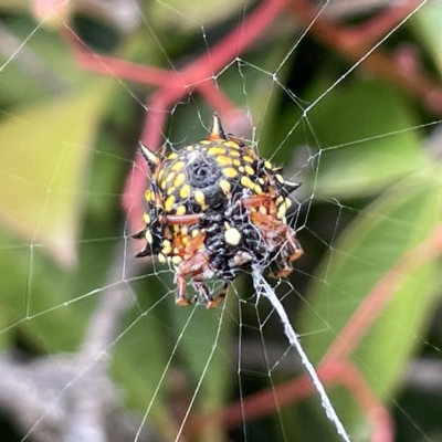 Austracantha minax (Christmas Spider, Jewel Spider) at Canberra, ACT - 14 Mar 2023 by Hejor1