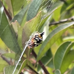 Austracantha minax at Canberra, ACT - 14 Mar 2023