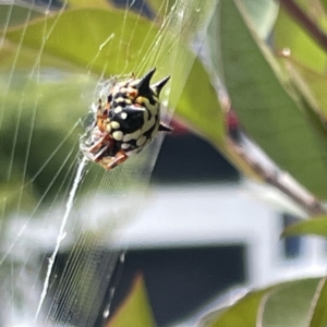 Austracantha minax at Canberra, ACT - 14 Mar 2023