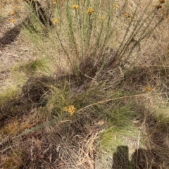 Nassella trichotoma (Serrated Tussock) at Watson, ACT - 13 Mar 2023 by waltraud