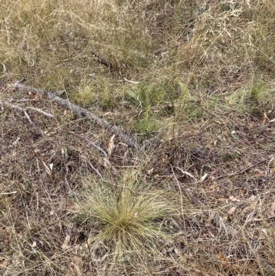 Nassella trichotoma (Serrated Tussock) at Watson, ACT - 13 Mar 2023 by waltraud