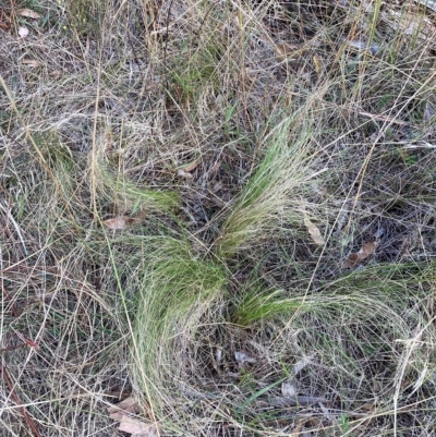 Nassella trichotoma (Serrated Tussock) at Watson, ACT - 13 Mar 2023 by waltraud