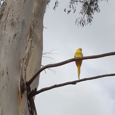 Psittacula krameri (Rose-ringed Parakeet) at Belconnen, ACT - 14 Mar 2023 by Rixon