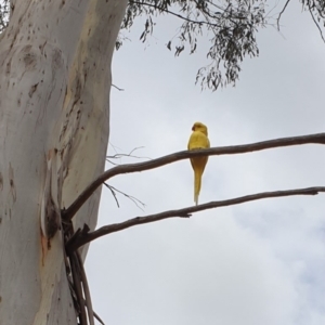 Psittacula krameri at Belconnen, ACT - 14 Mar 2023